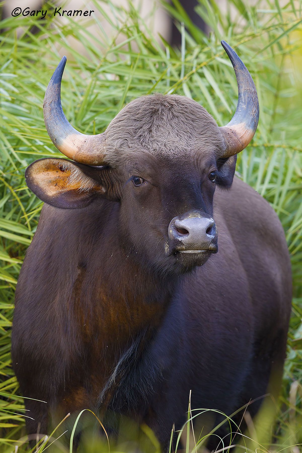 Indian Bison (Gaur) (Bos gaurus) Indian Bison (Gaur) (Bos gaurus) - IMBi#005d