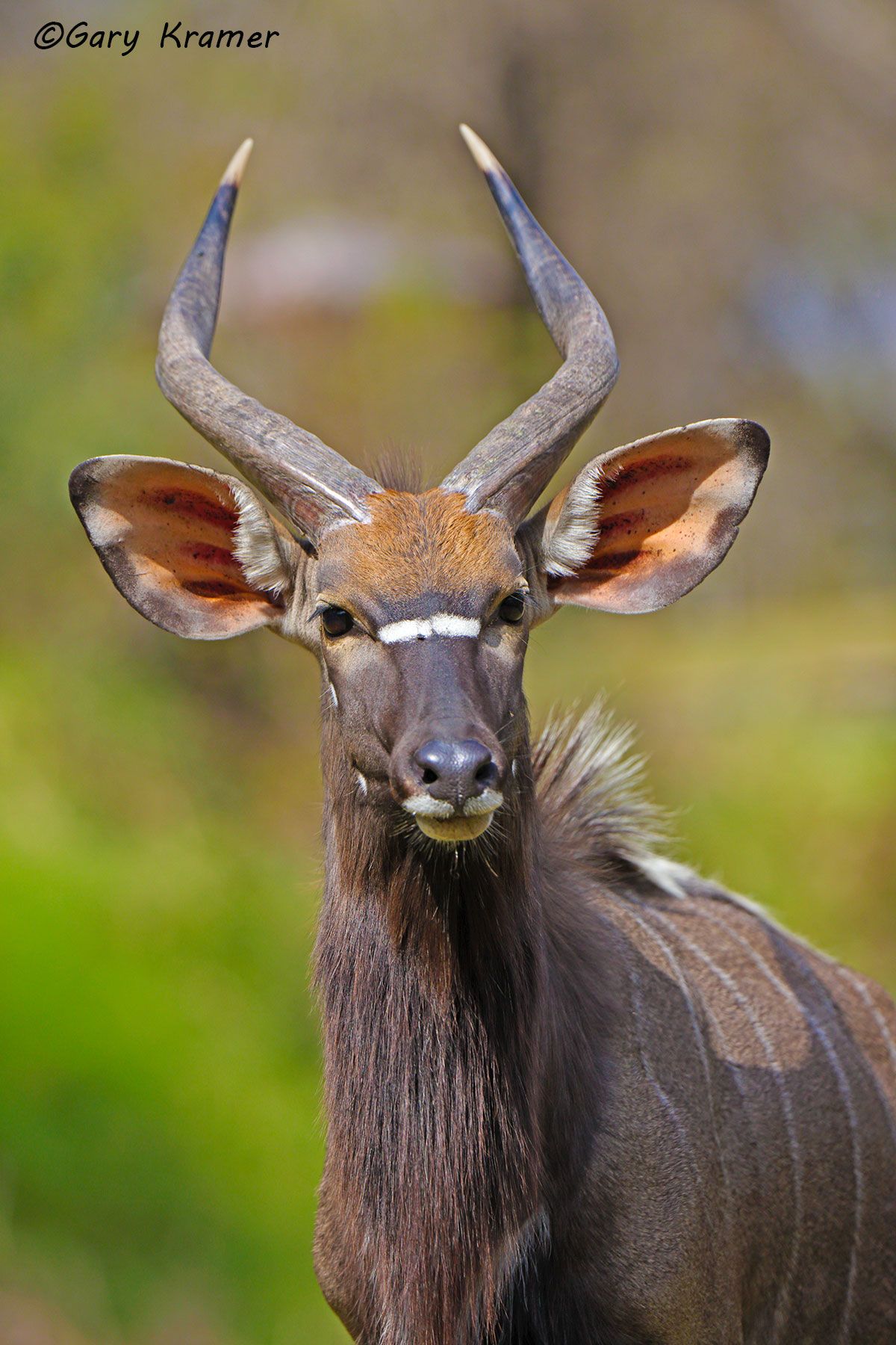 Nyala (Tragelaphus angasi) Nyala (Tragelaphus angasi) AMUN#215d