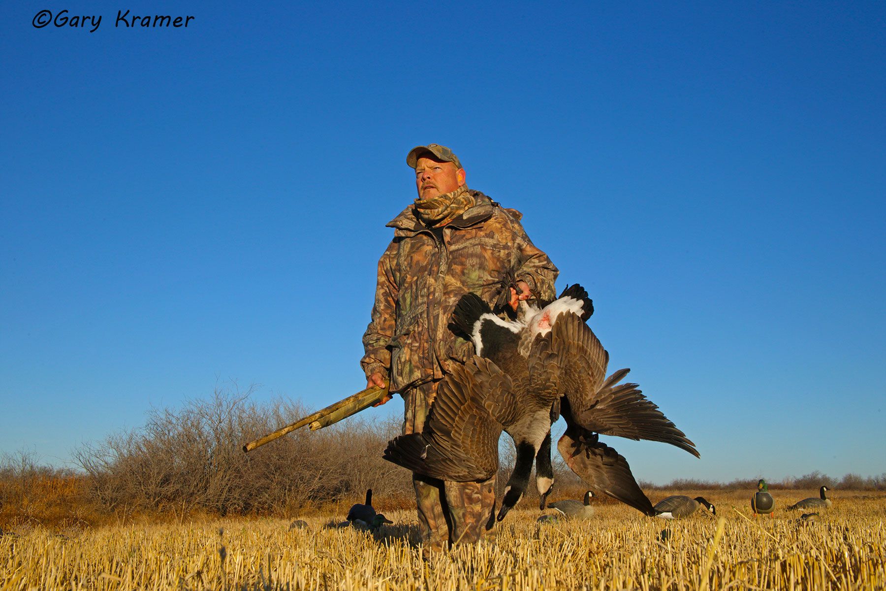 Hunter (Carl Rey) w/Canada Geese - NHGCcc#119d