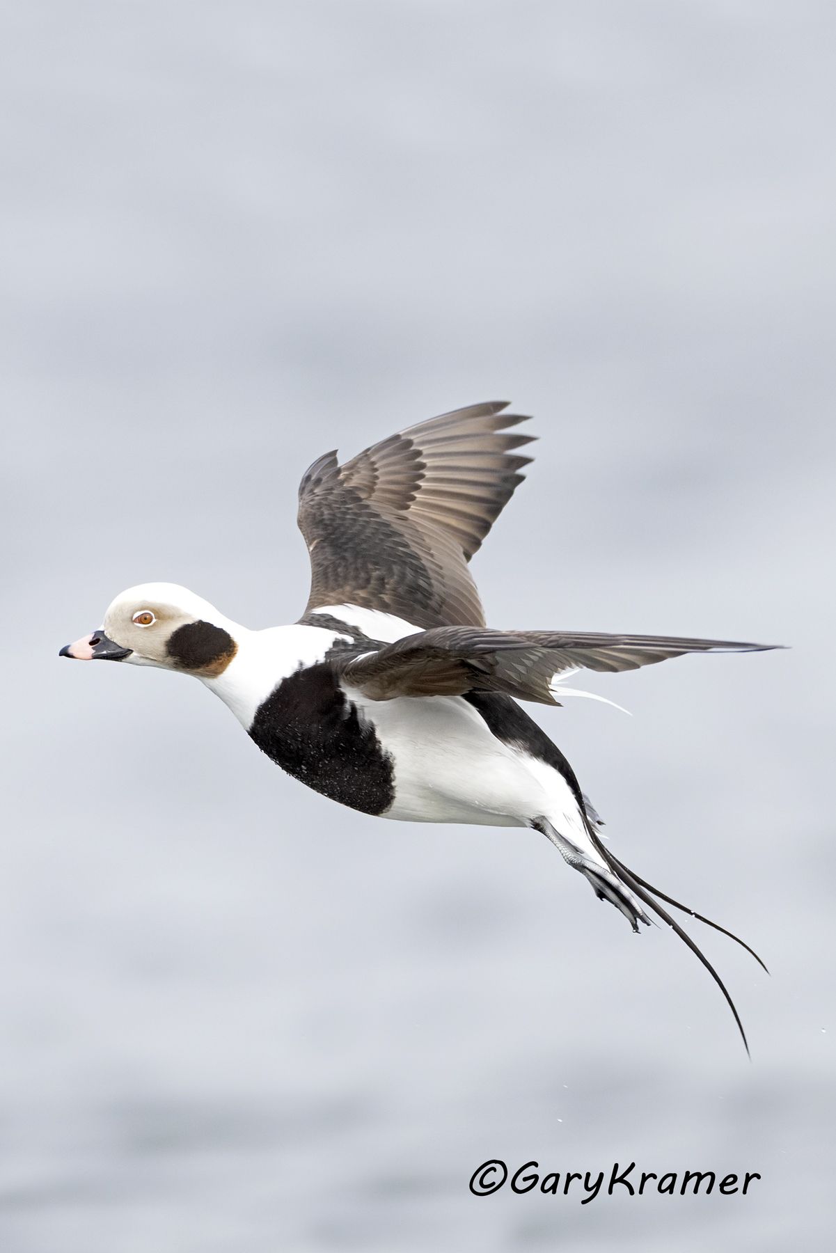 Long-tailed Duck (Clangula hyemalis) (winter) - NBWO#441d(2)
