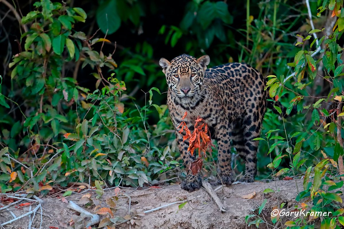 puma jaguar puma jaguar
