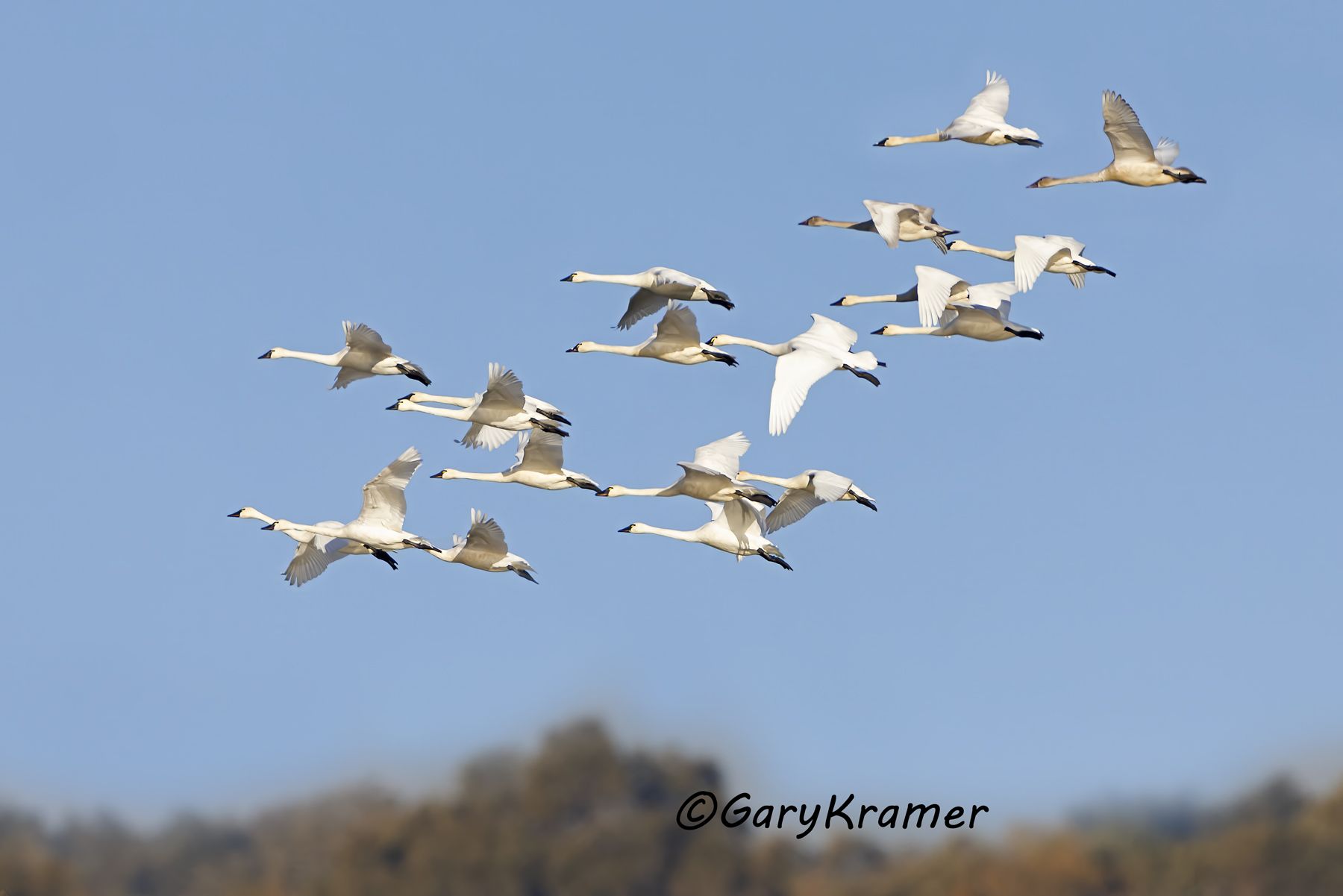 Tundra Swan (Cygnus columbianus) - NBWT#485d(2)