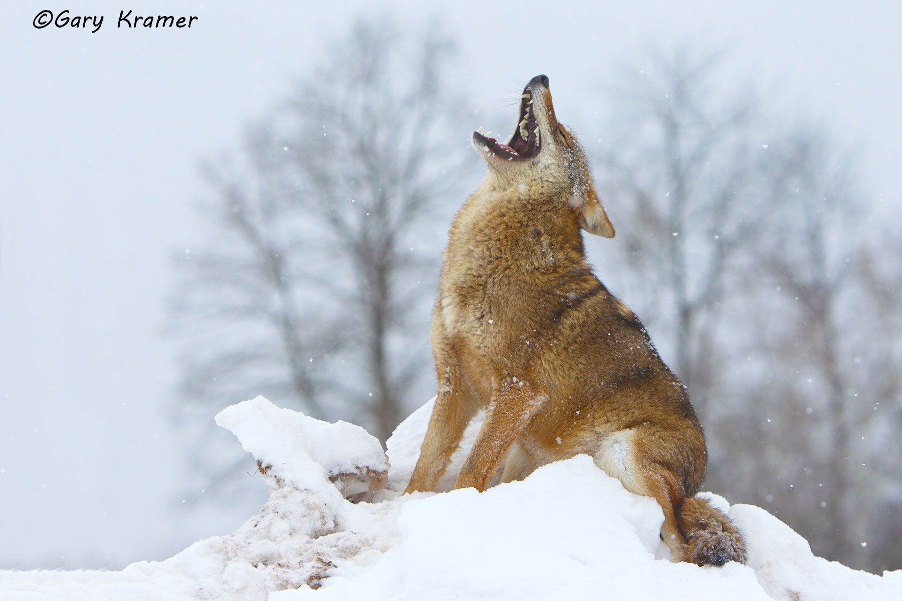 Coyote (Canis latrans) - NMC#821d