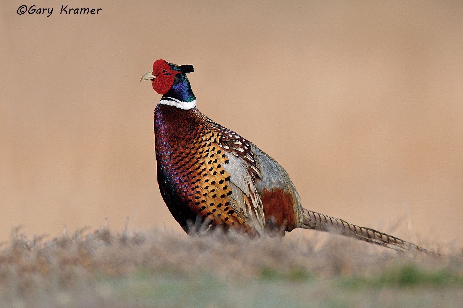 Ring-necked Pheasant (Phasianus colchicus) near Pierre South Dakota by GaryKramer.net, 530-934-3873, gkramer@cwo.com Ring-necked Pheasant (Phasianus colchicus) - NBGP#108d(2)