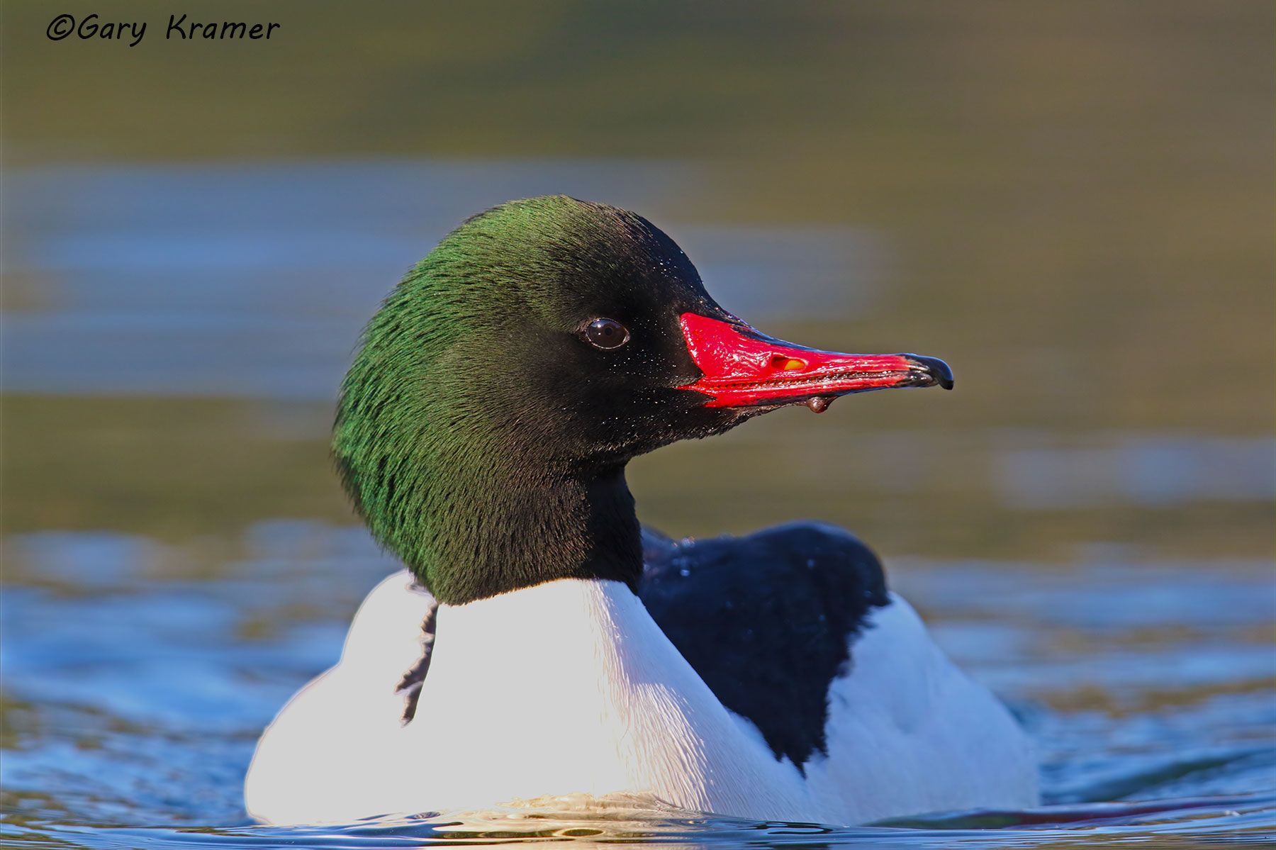 Common Merganser (Mergus merganser) Common Merganser (Mergus merganser) - NBWMc#284d
