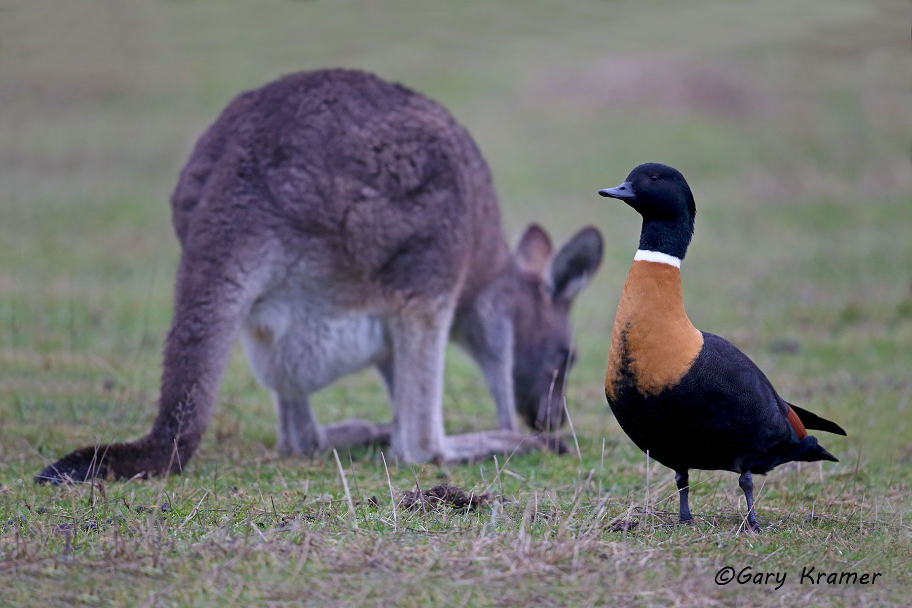 Australian Shelduck/Eastern Grey Kangaroo (Tadorna tadornoides/Macropus giganteus) Australia - OBWAK#002d
