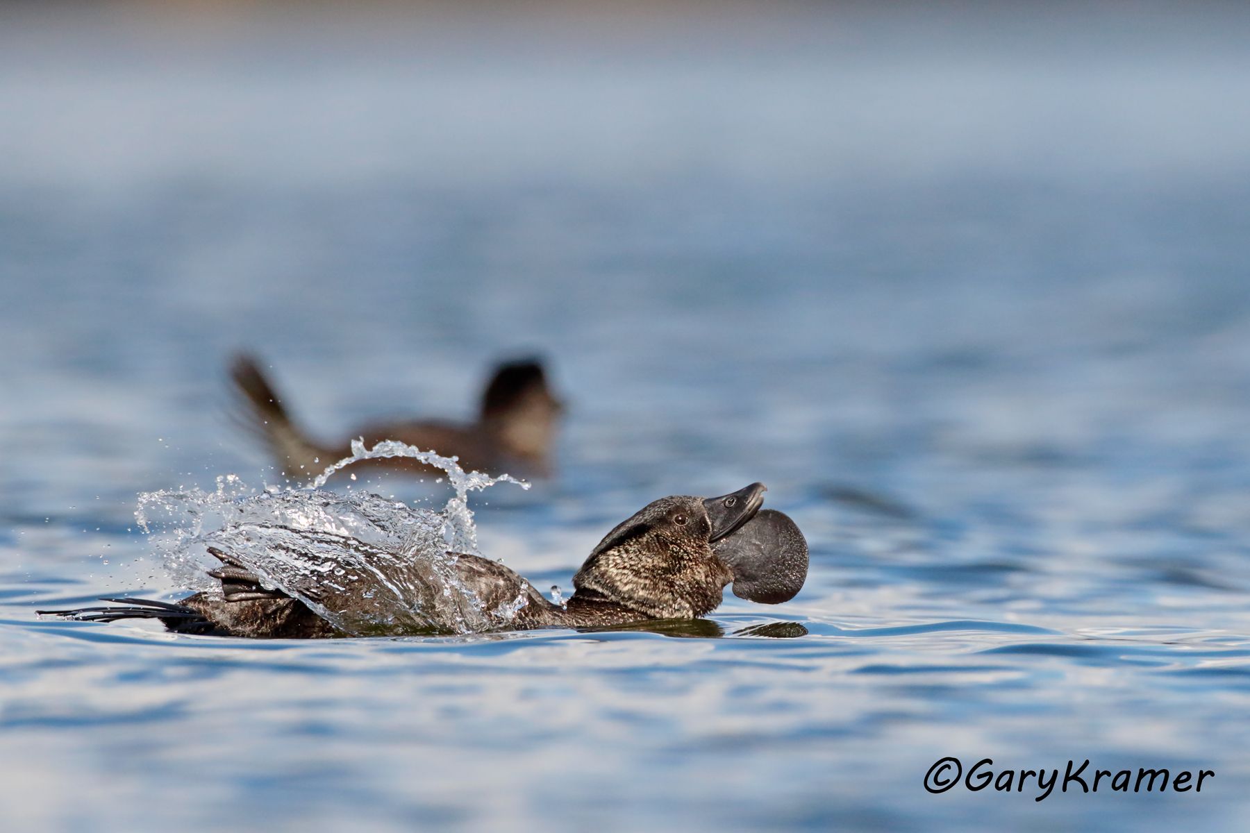 Musk Duck (Biziura lobata)  Musk Duck (Biziura lobata) - OBWDm#343d
