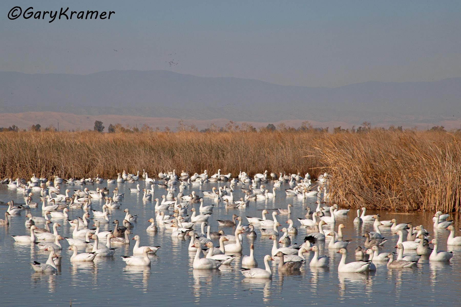 Lesser Snow Goose (Anser caerulescens) - NBWSg#2798d