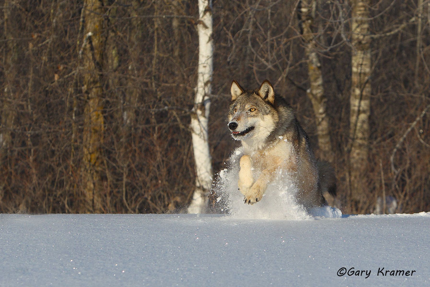 Gray Wolf (Canis lupus) - NMWg#1836d