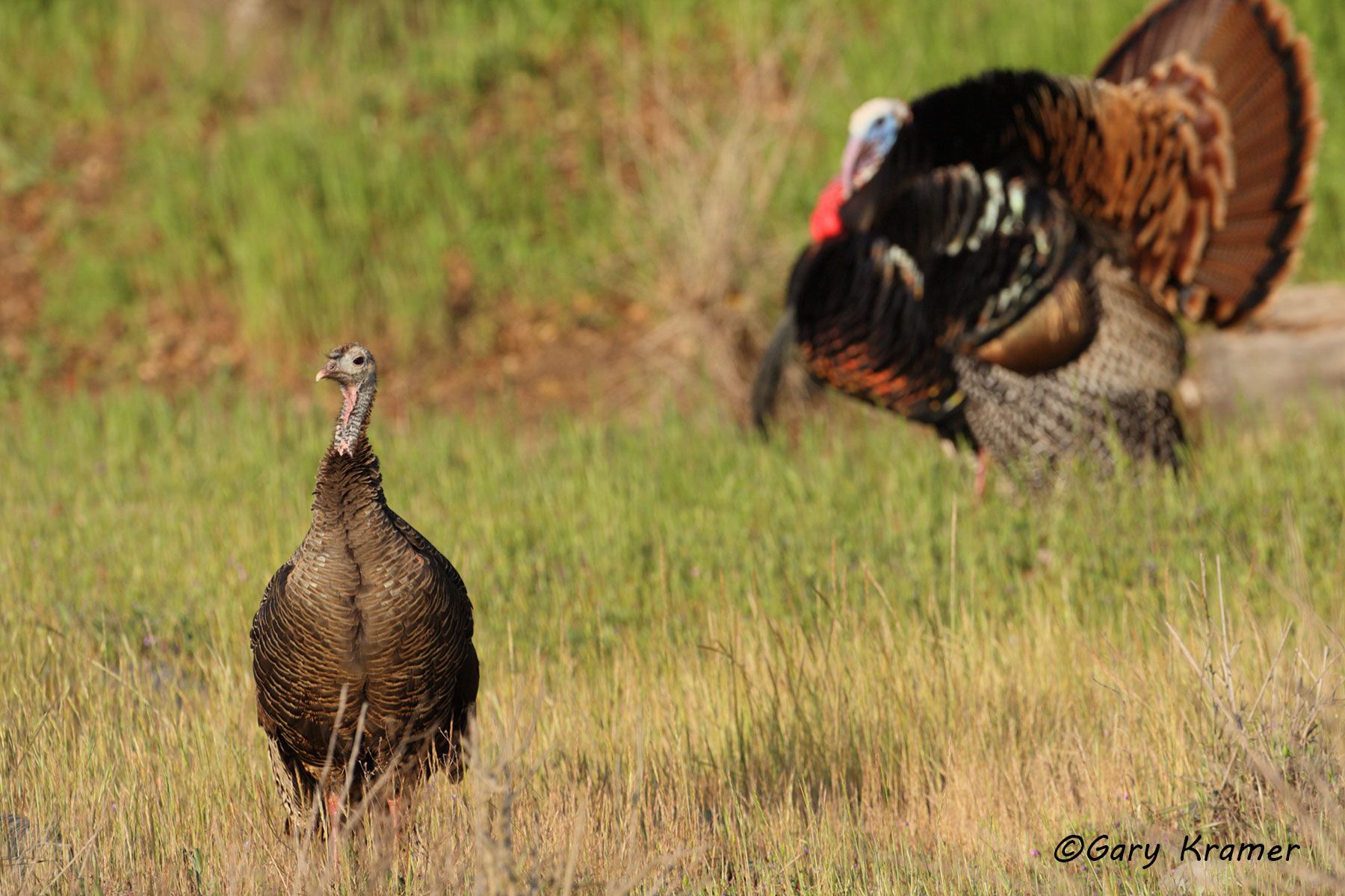 Wild Turkey (Rio Grande) (Meleagris gallopavo intermedia) by GaryKramer.net, 530-934-3873, gkramer@cwo.com Wild Turkey (Rio Grande) (Meleagris gallopavo intermedia) - NBGTr#1203d