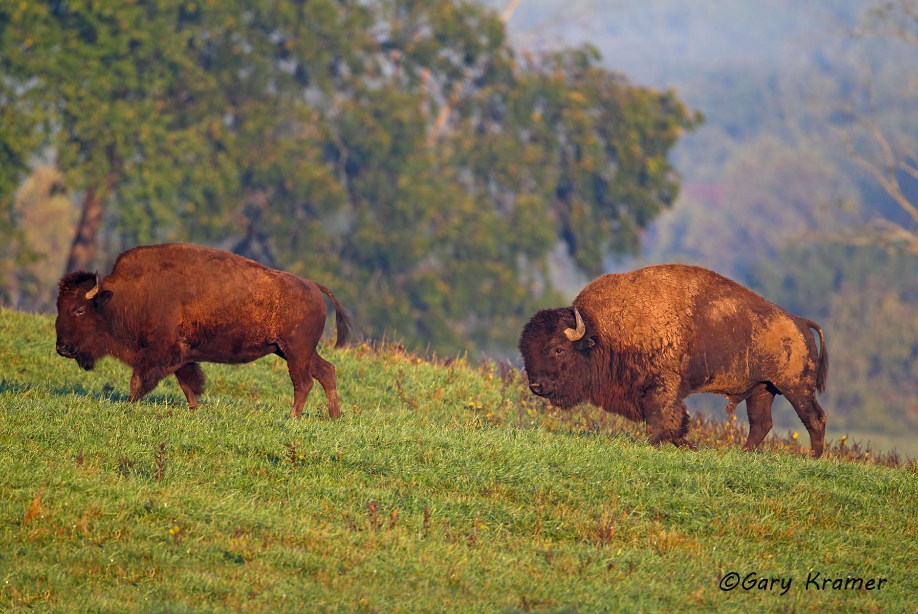 Plains Bison (Bison bison bison) - NMB#281d