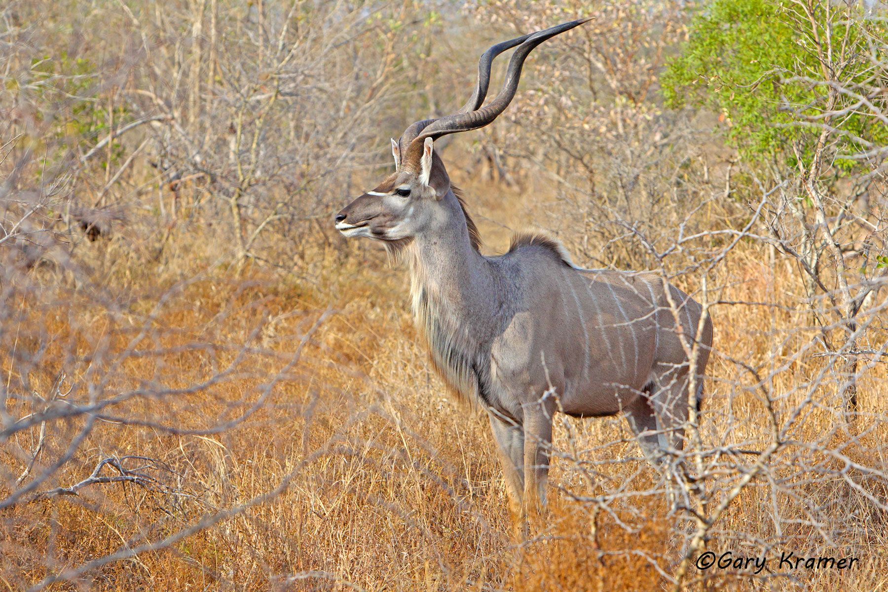 Greater Kudu (Tragelaphus strepsiceros) Greater Kudu (Tragelaphus strepsiceros) - AMUK#405d