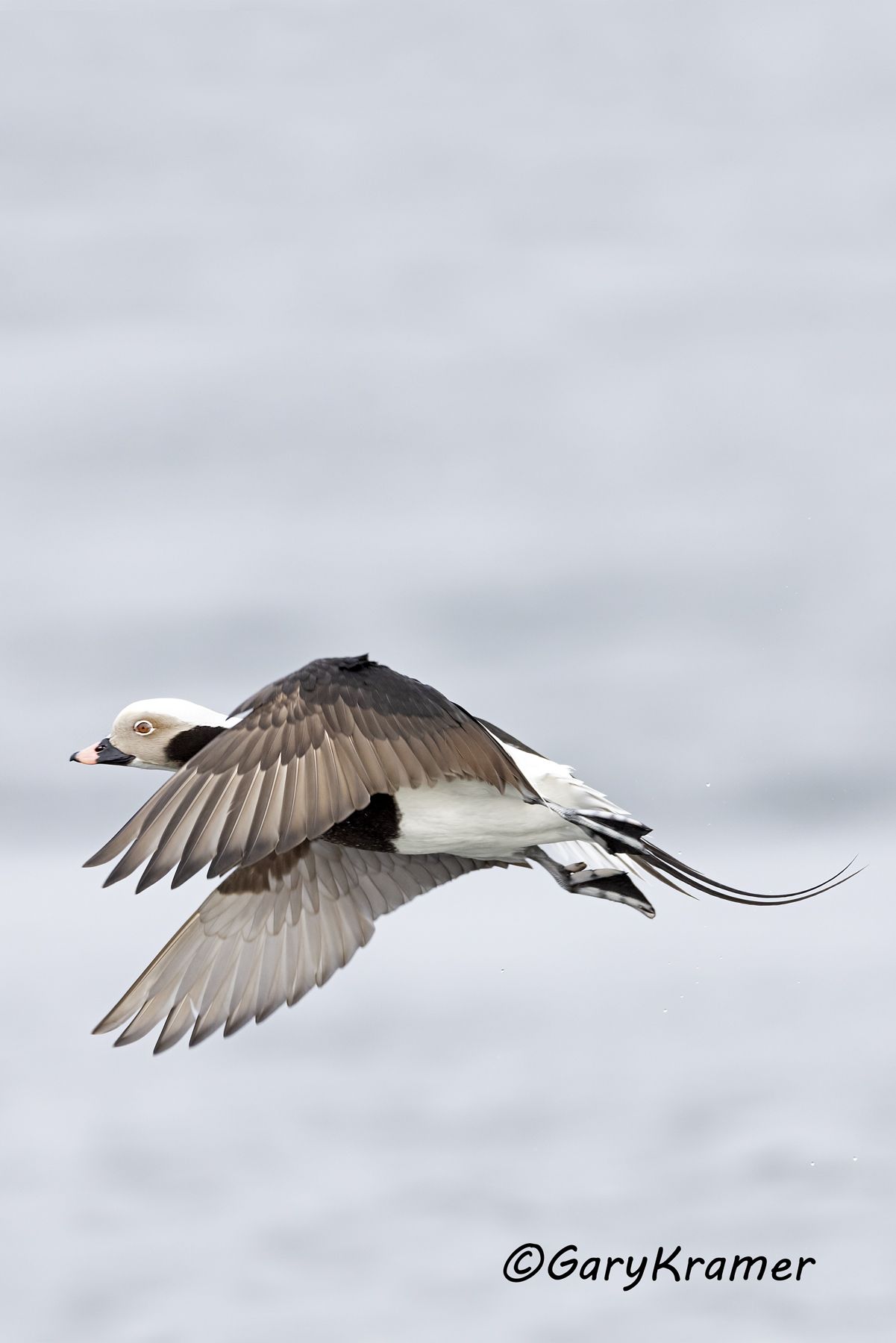Long-tailed Duck (Clangula hyemalis) (winter) - NBWO#449d(2)