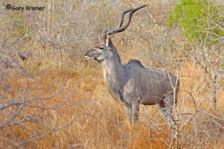 Kudu - Sable - Gemsbok