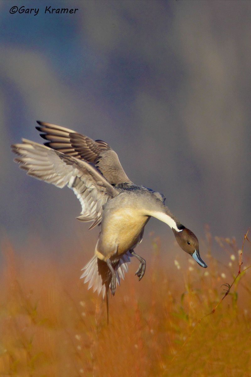 Northern Pintail (Anas acuta)  - NBWP#4128d(2)