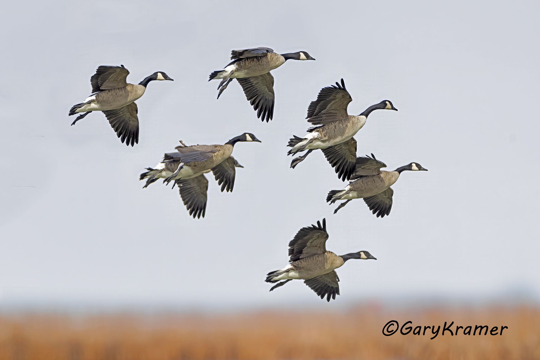 Canada Goose (Giant) (Branta canadensis) - NBWCg#1905d(2)