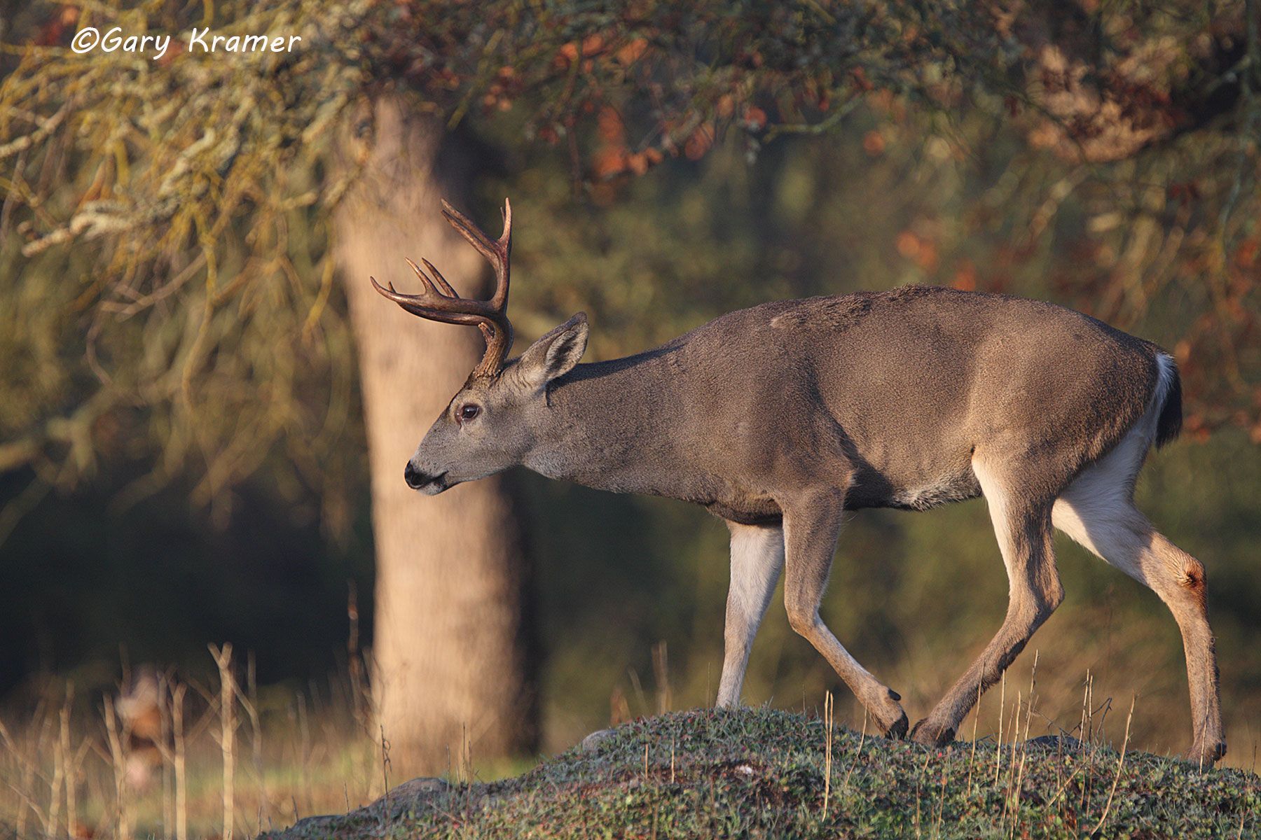 Black-tailed Deer (Odocoileus hemionus columbianus) by GaryKramer.net, 530-934-3873, gkramer@cwo.com Black-tailed Deer (Odocoileus h. columbianus) - NMDB#431d