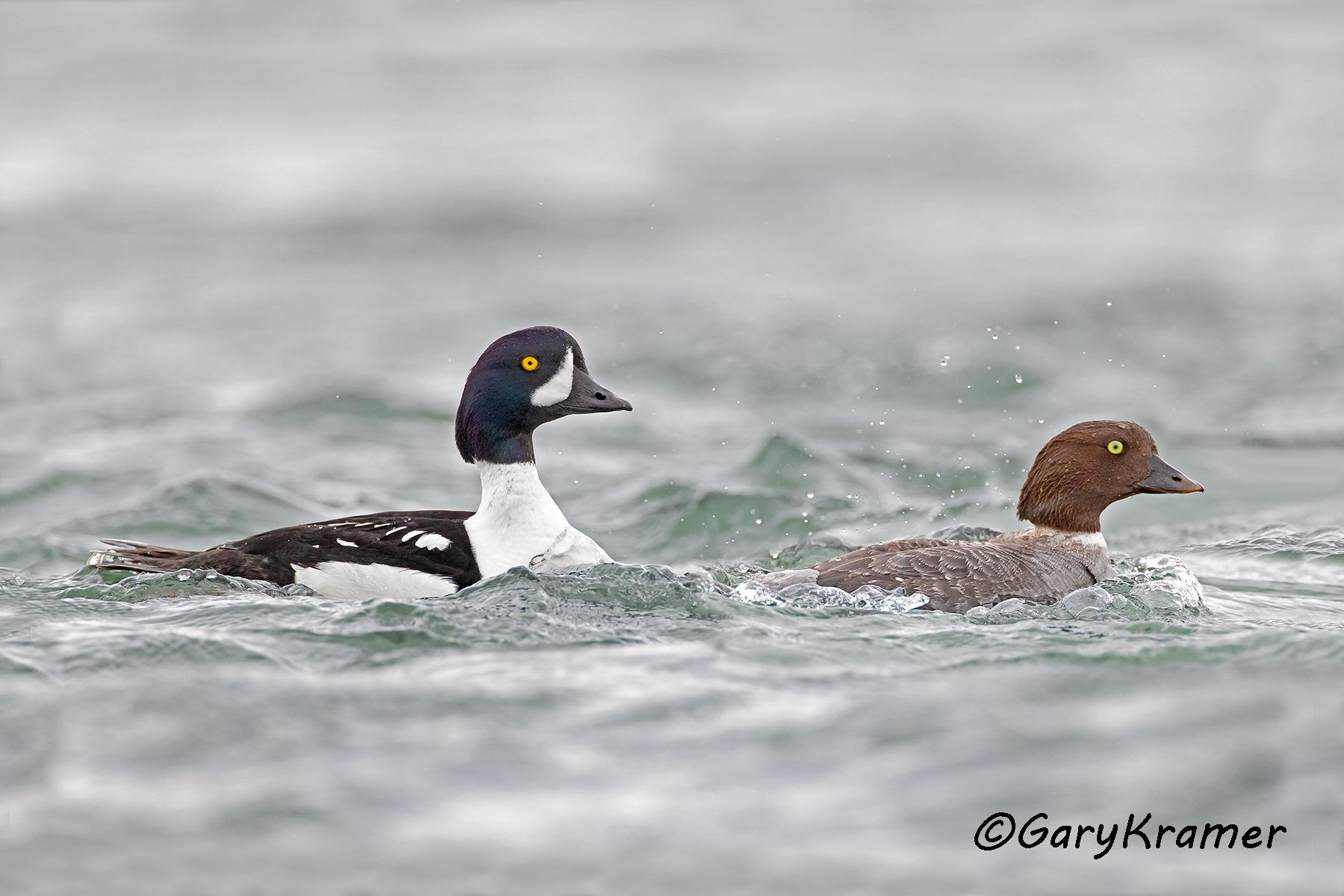 Barrow's Goldeneye (Bucephala islandica)  Barrow's Goldeneye (Bucephala islandica) - NBWGb#264d(2)