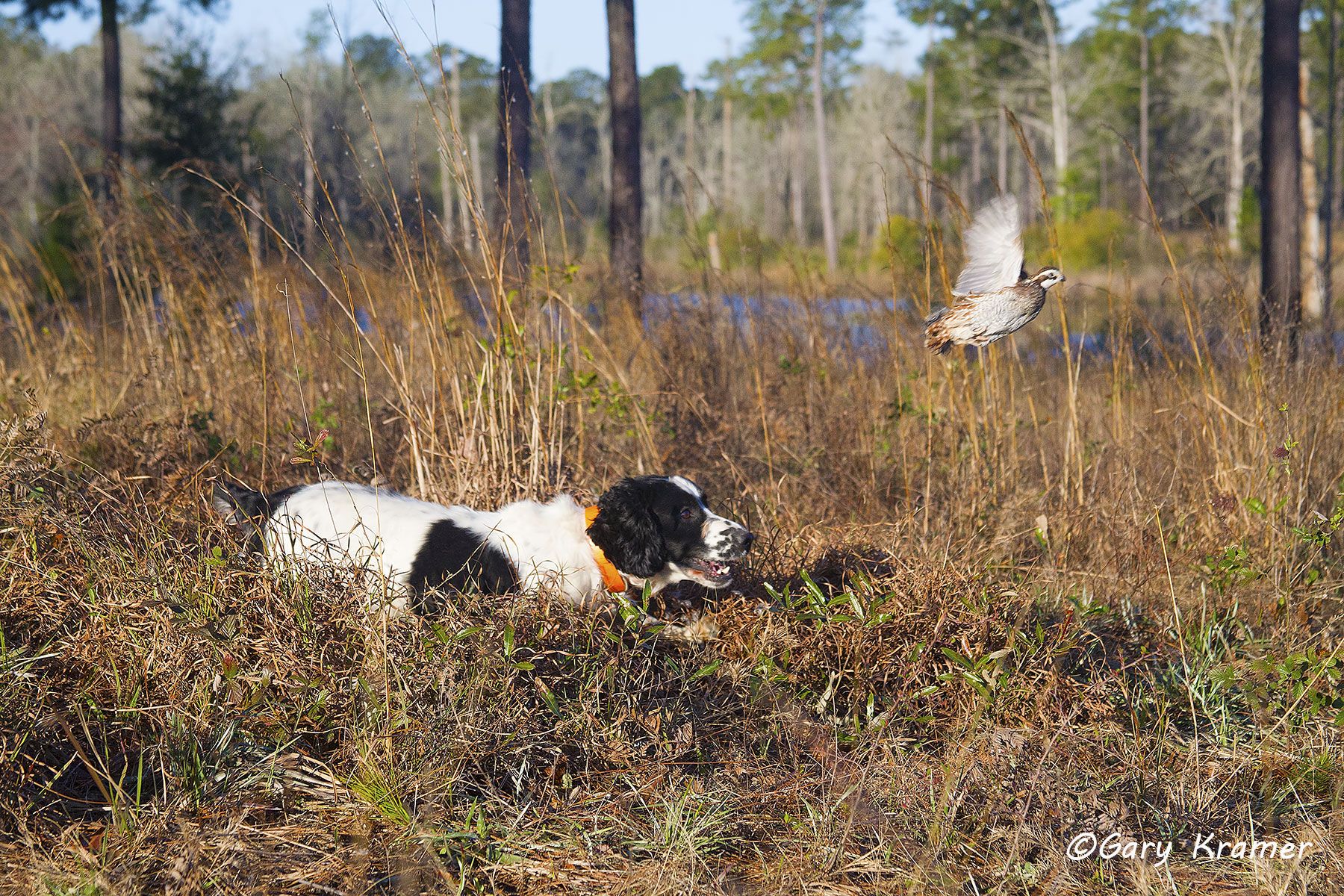 English Cocker Spaniel flushing Bobwhite English Cocker Spaniel flushing Bobwhite - HDSfb#002d