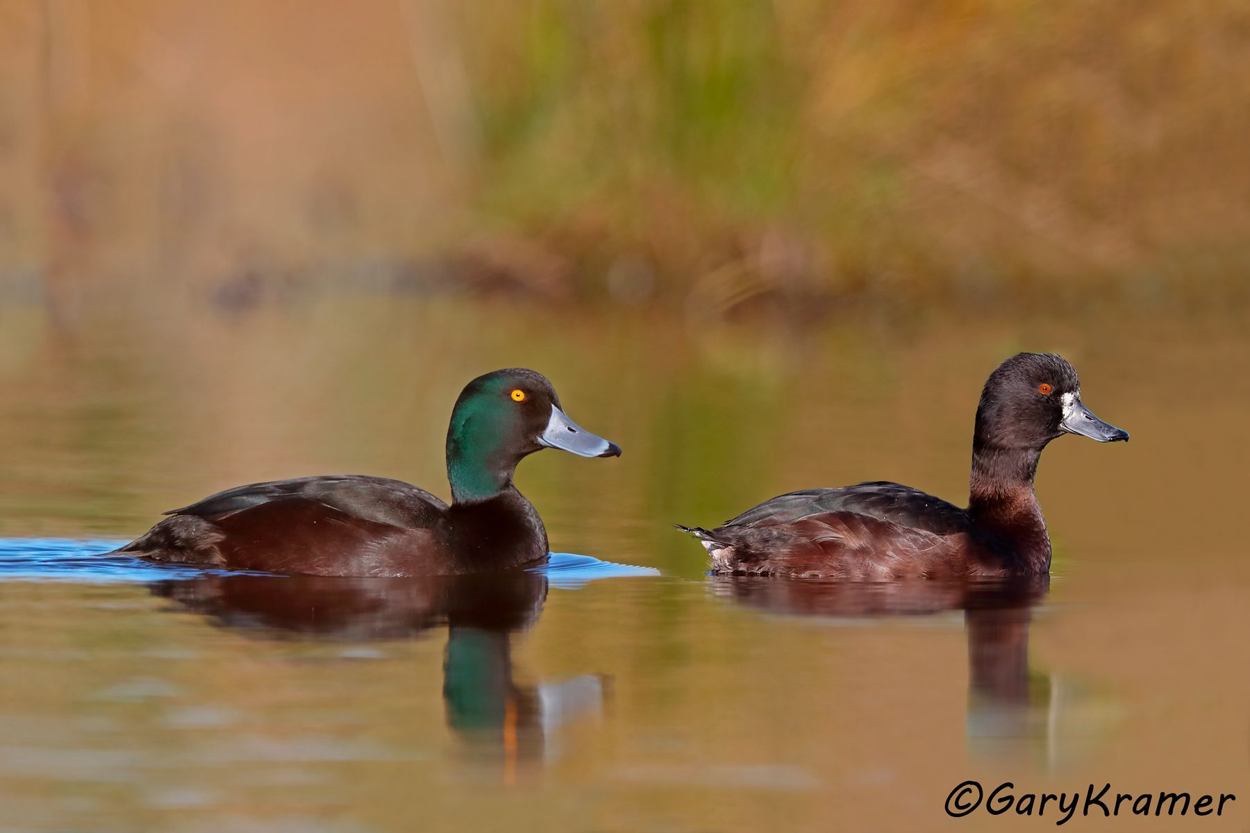 New Zealand Scaup (Aythya novaeseelandiae) New Zealand Scaup (Aythya novaeseelandiae) - OBWSn#219d(2)