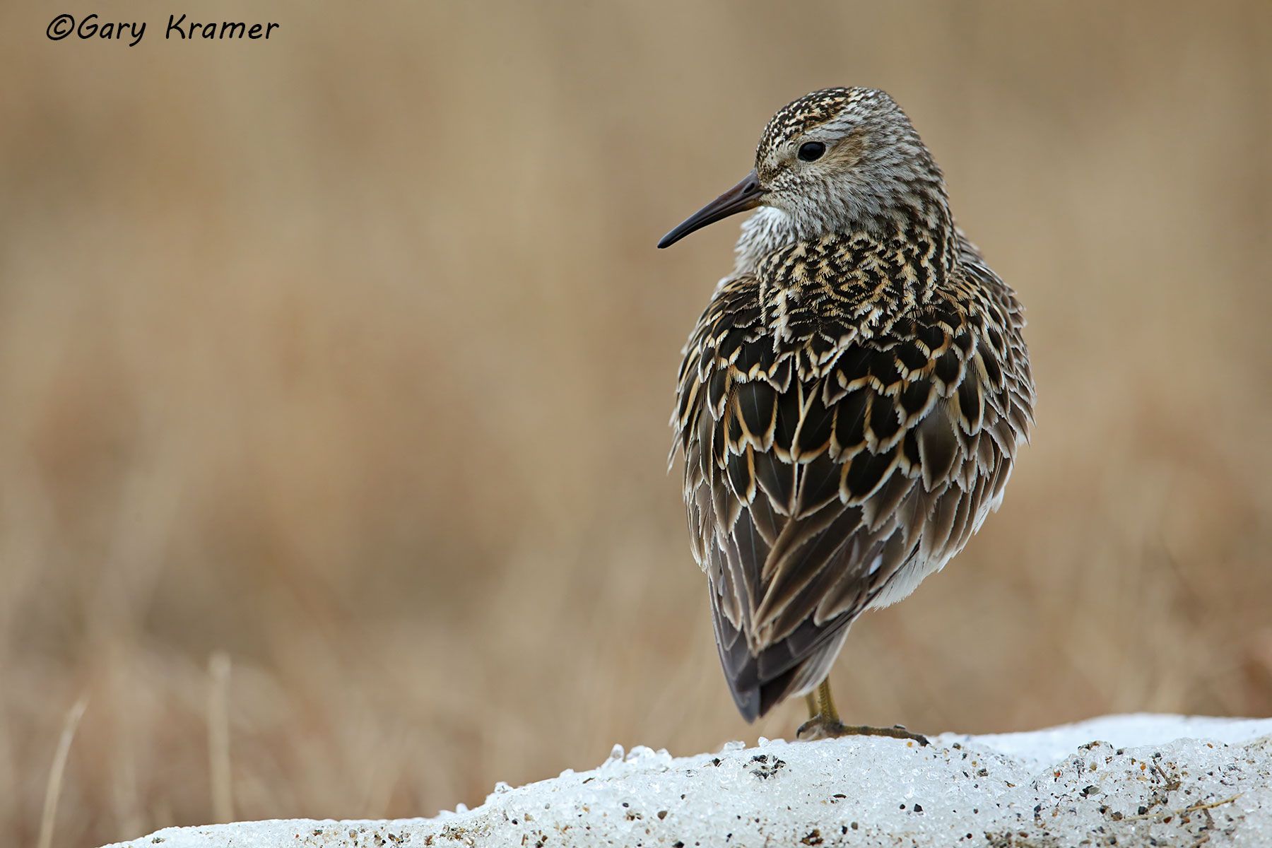 Pectoral Sandpiper (summer) (Calidris melanotos) Pectoral Sandpiper (summer) (Calidris melanotos) - NBSP#034d