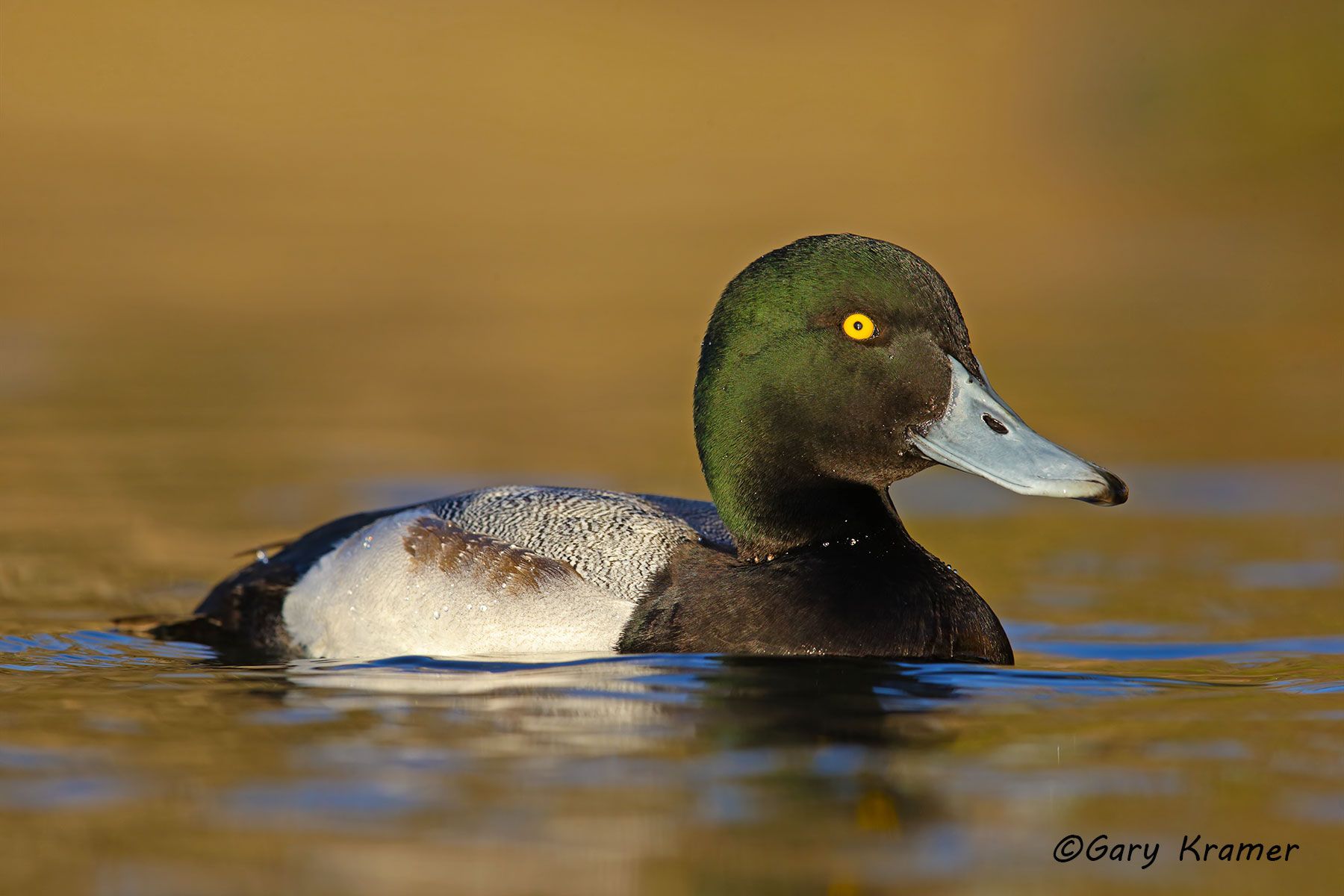 Greater Scaup (Aythya marila) - NBWSga#1118d