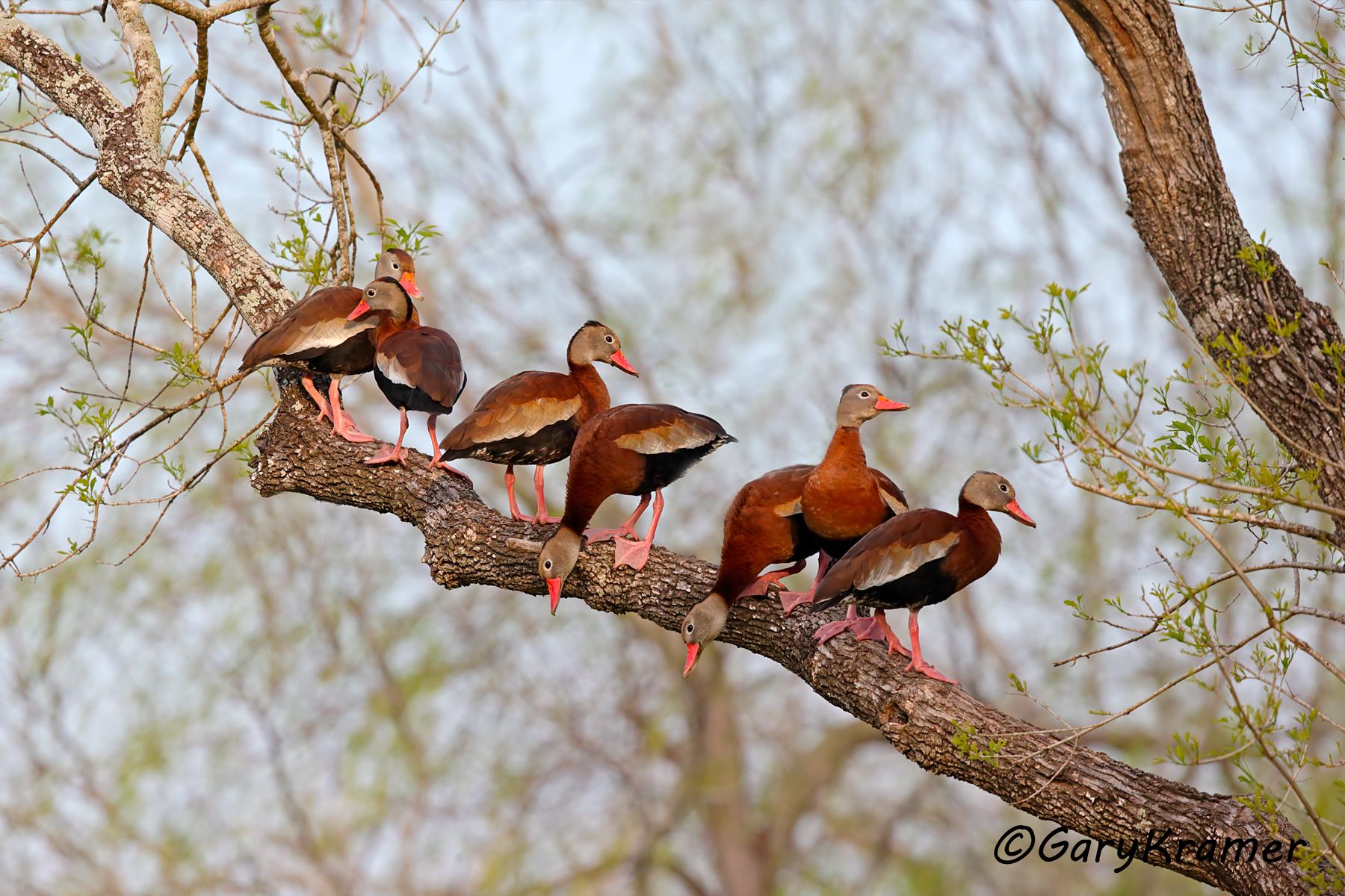 Black-bellied Whistling Duck (Dendrocygna autumnalis) - NBWBbw#354d