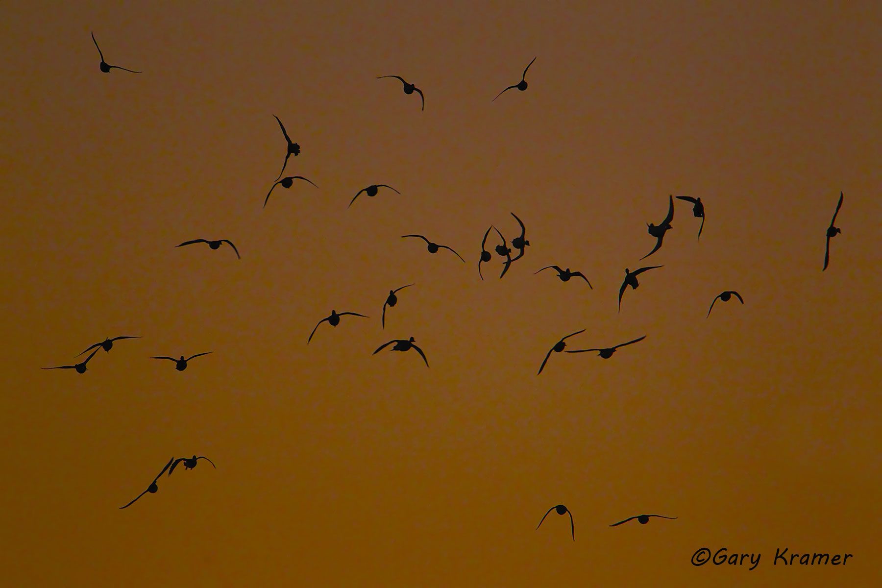 Northern Pintail (Anas acuta)  - NBWP#3344d