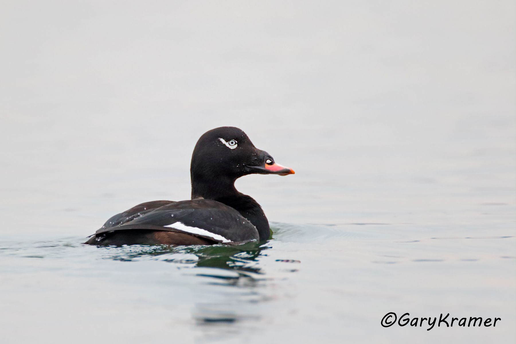White-winged Surf Scoter (Melanitta fusca) - NBWSw#193d