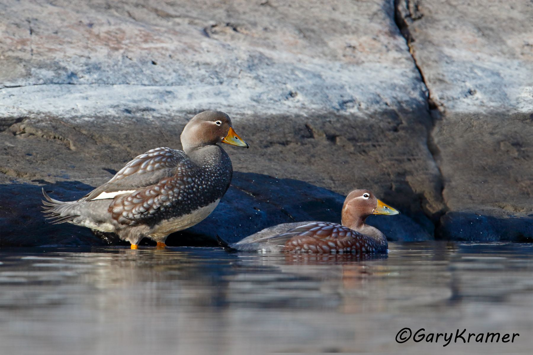Flying Steamer Duck (Tachyeres patachonicus) - SBWSy#102d(3) (Chile)