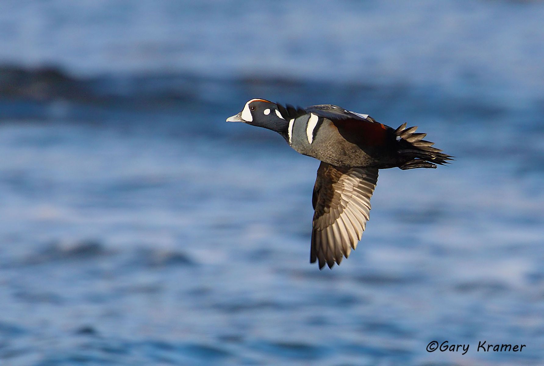 Harlequin Duck (Histrionicus histrionicus) Harlequin Duck (Histrionicus histrionicus) - NBWH#107d