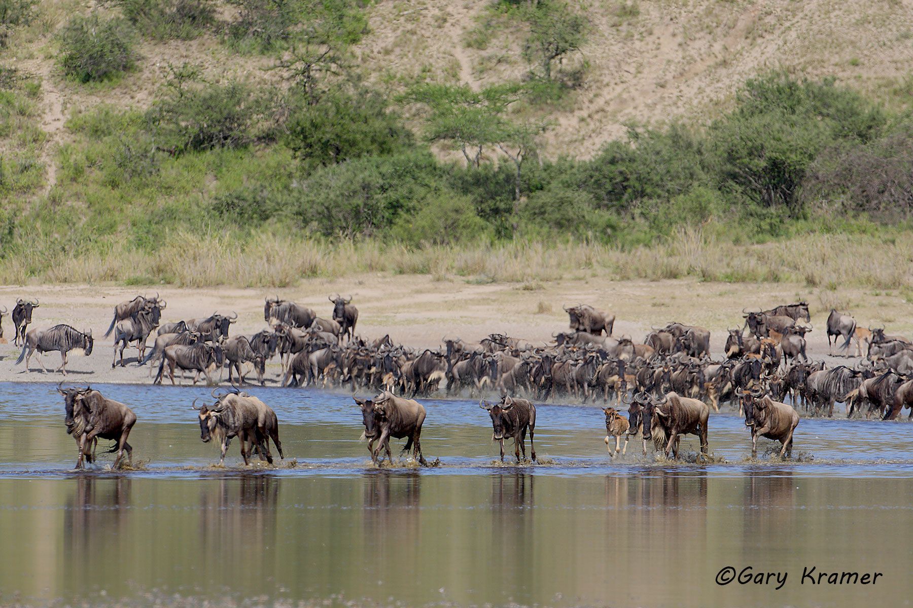 White-bearded Wildebeest (Connochaetes taurinus albojubatus) White-bearded Wildebeest (Connochaetes taurinus albojubatus) - AMUBw#188d