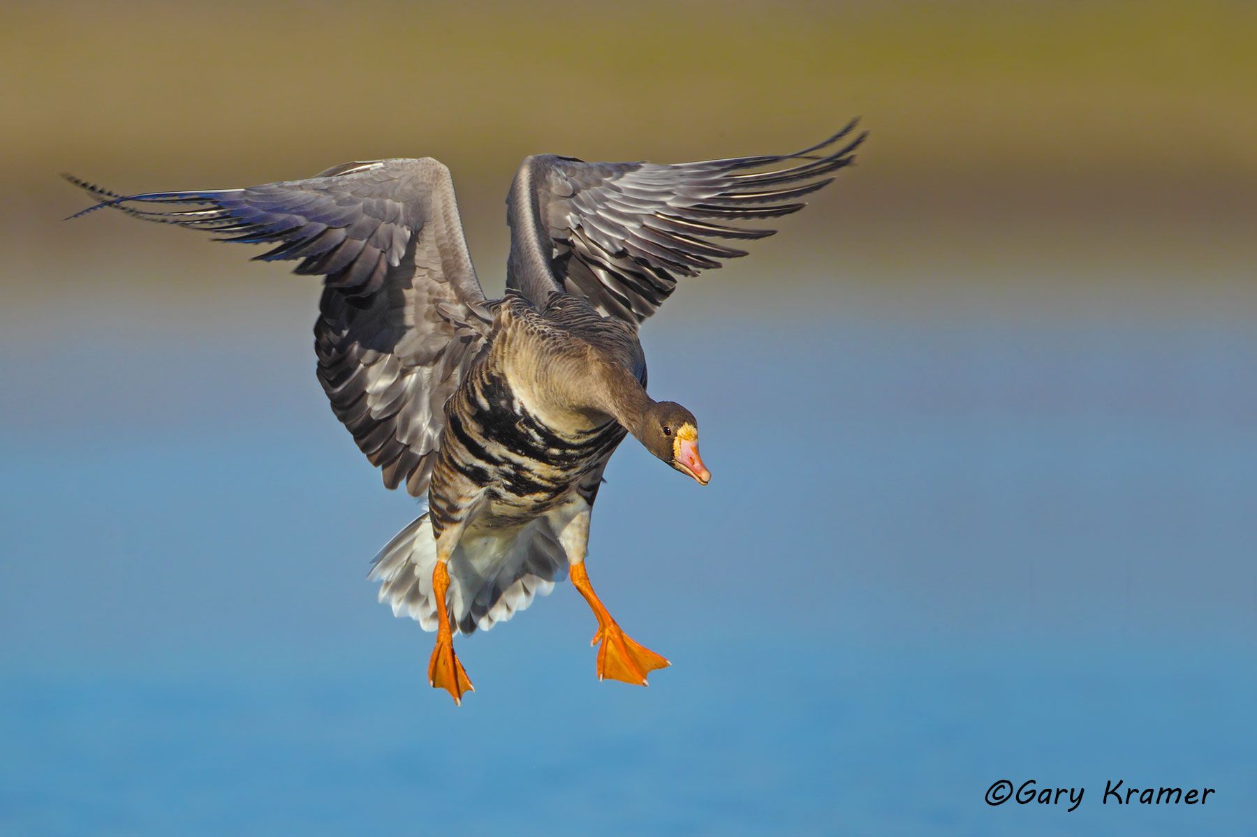 White-fronted Goose (Anser albifrons) - NBWWf#1337g