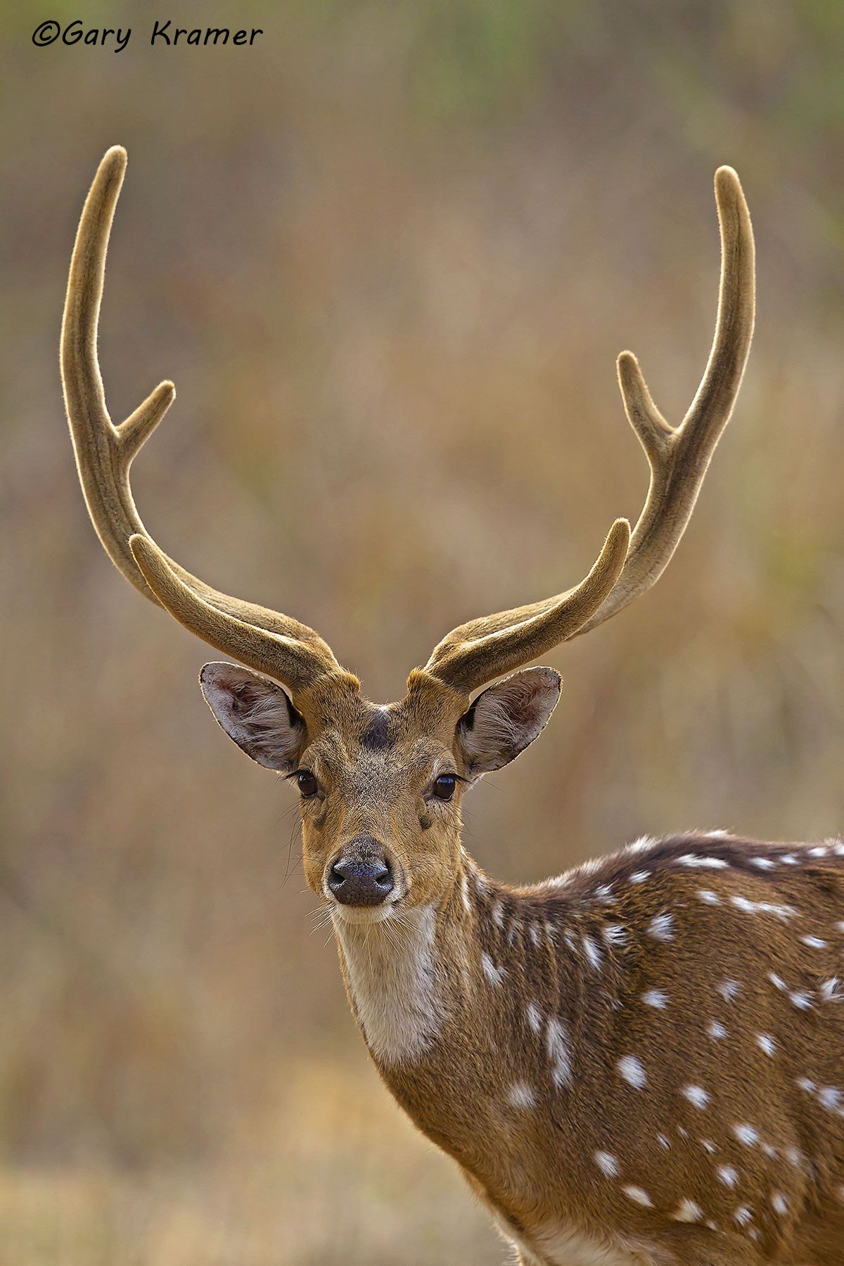 Axis Deer (Chital) (Axis axis) Axis Deer (Chital) (Axis axis) - EMDa#107d