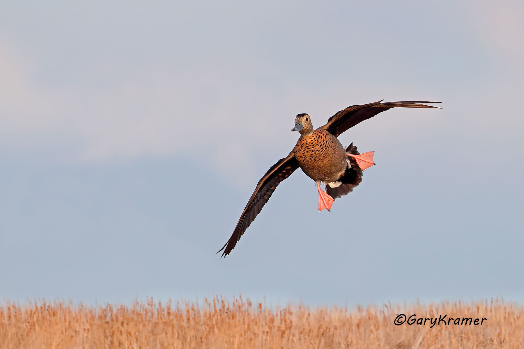 Ringed Teal (Callonetta leucophrys) Uruguay - SBWT#325d(2)