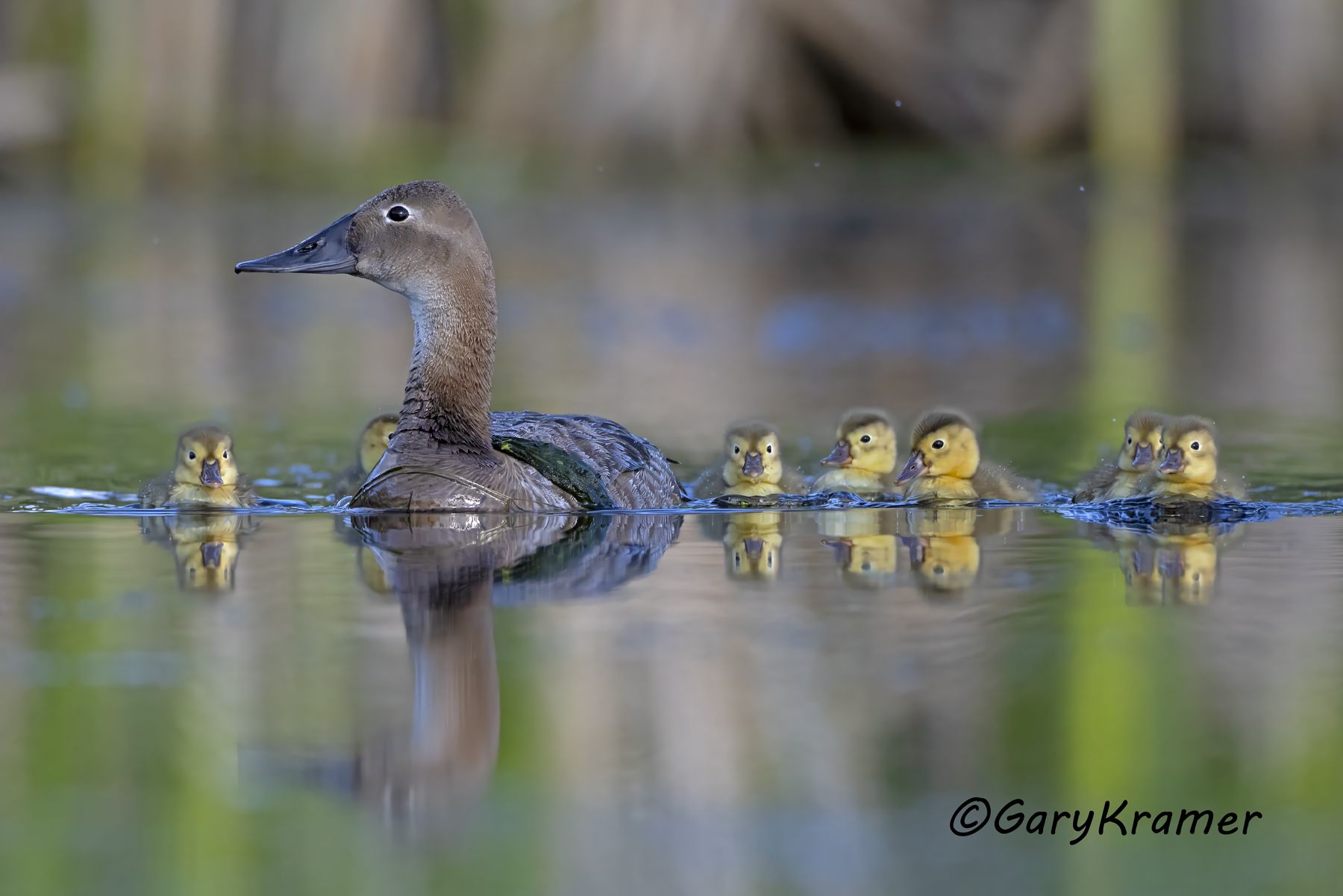 Canvasback (Aythya valisineria) - NBWC#2875d
