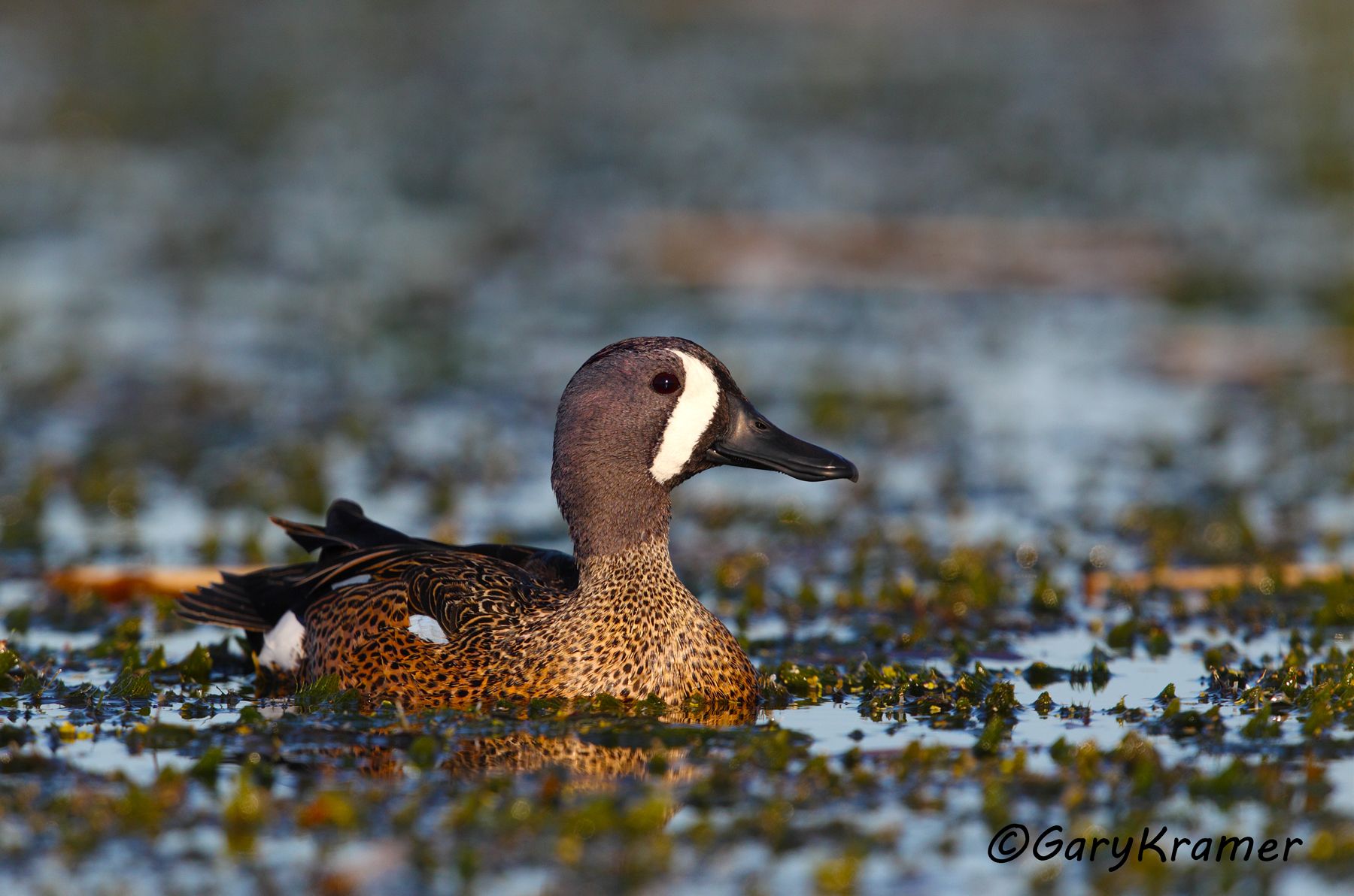 Blue-winged Teal (Spatula discors)  Blue-winged Teal (Spatula discors) - NBWTb#863d