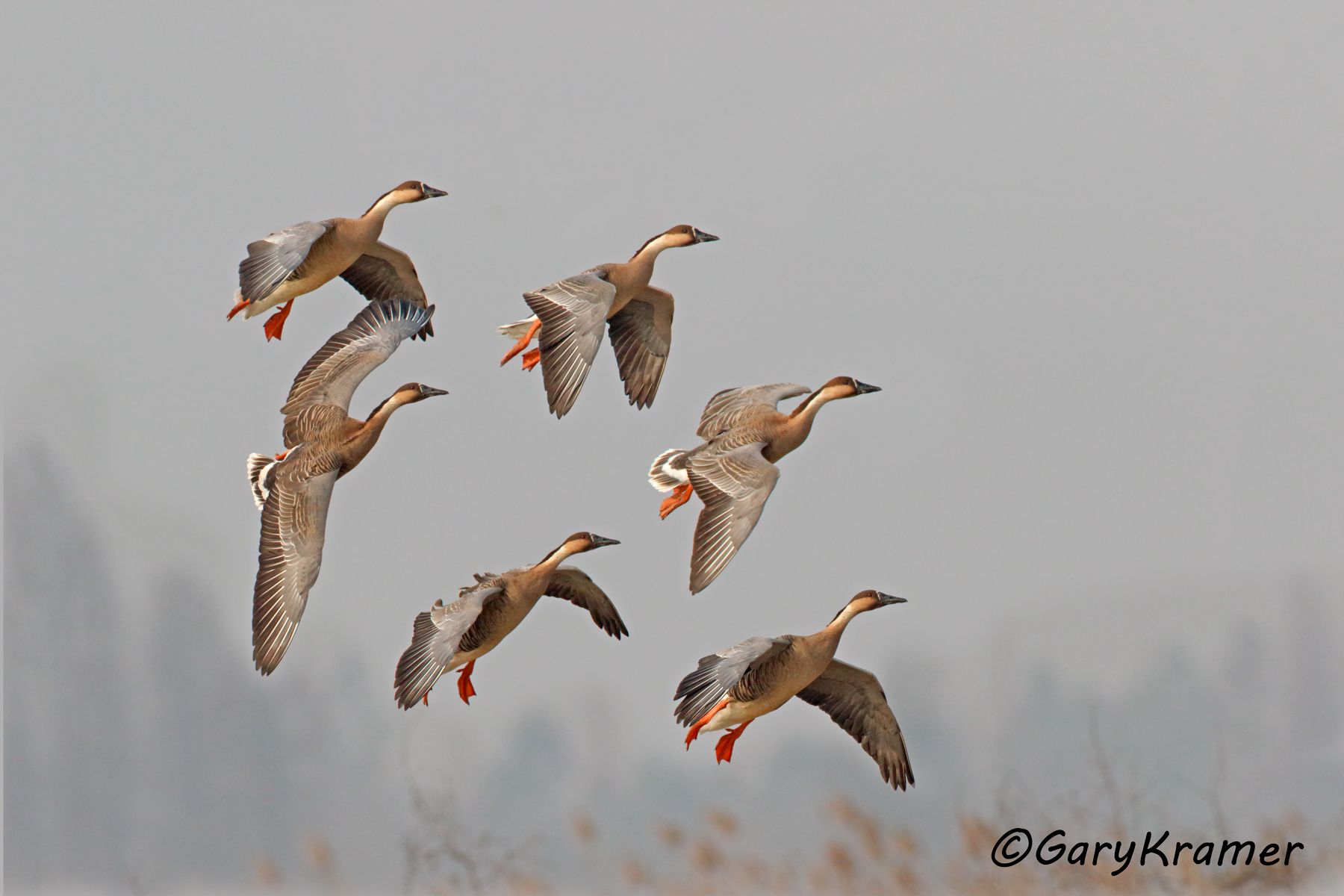 Swan Goose (Anser cygnoides)  Swan Goose (Anser cygnoides) - EBWGs#445d(3)