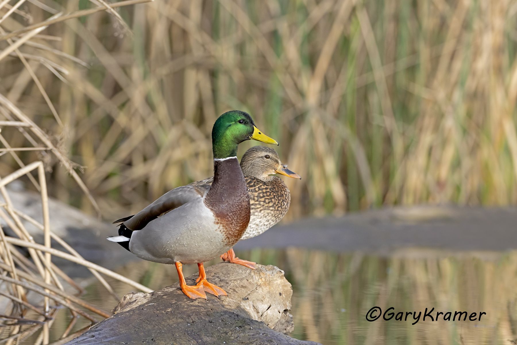 Mallard (Anas platyrhynchos) - NBWM#6064d