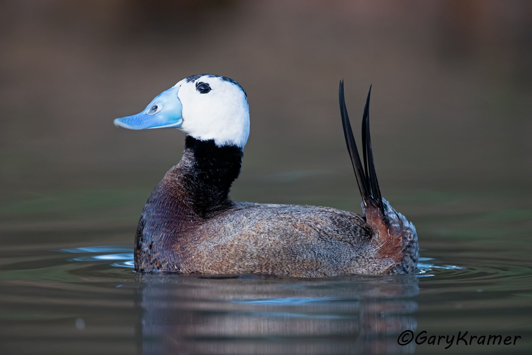 White-headed Duck (Oxyura leucocephala)  White-headed Duck (Oxyura leucocephala) - EBWWh#093d