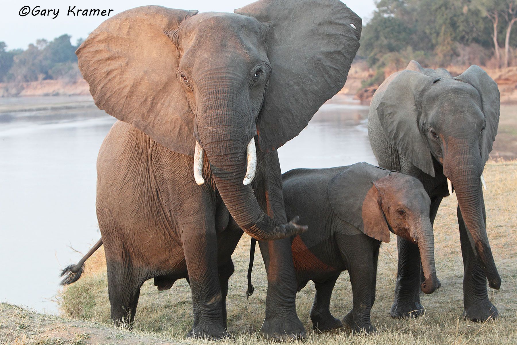African Elephant (Loxodonta africana) African Elephant (Loxodonta africana) - AME#753d