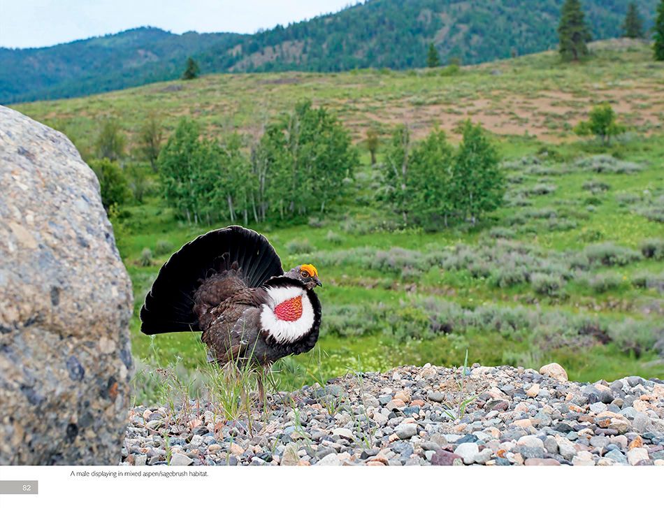 1r5_dusky_grouse_page_3asm.jpg