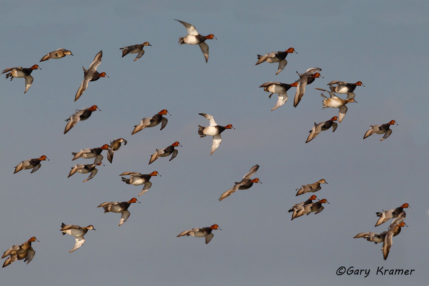 Redhead (Aythya americana) Redhead (Aythya americana) - NBWR#486d
