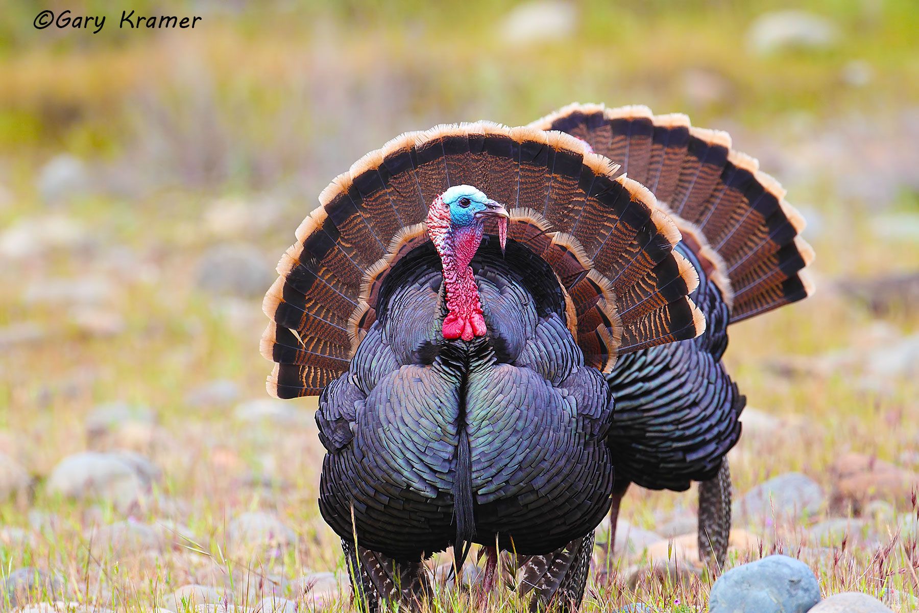 Wild Turkey (Rio Grande) by GaryKramer.net, 530-934-3873, gkramer@cwo.com Wild Turkey (Rio Grande) (Meleagris gallopavo intermedia) - NBGTr#1923d