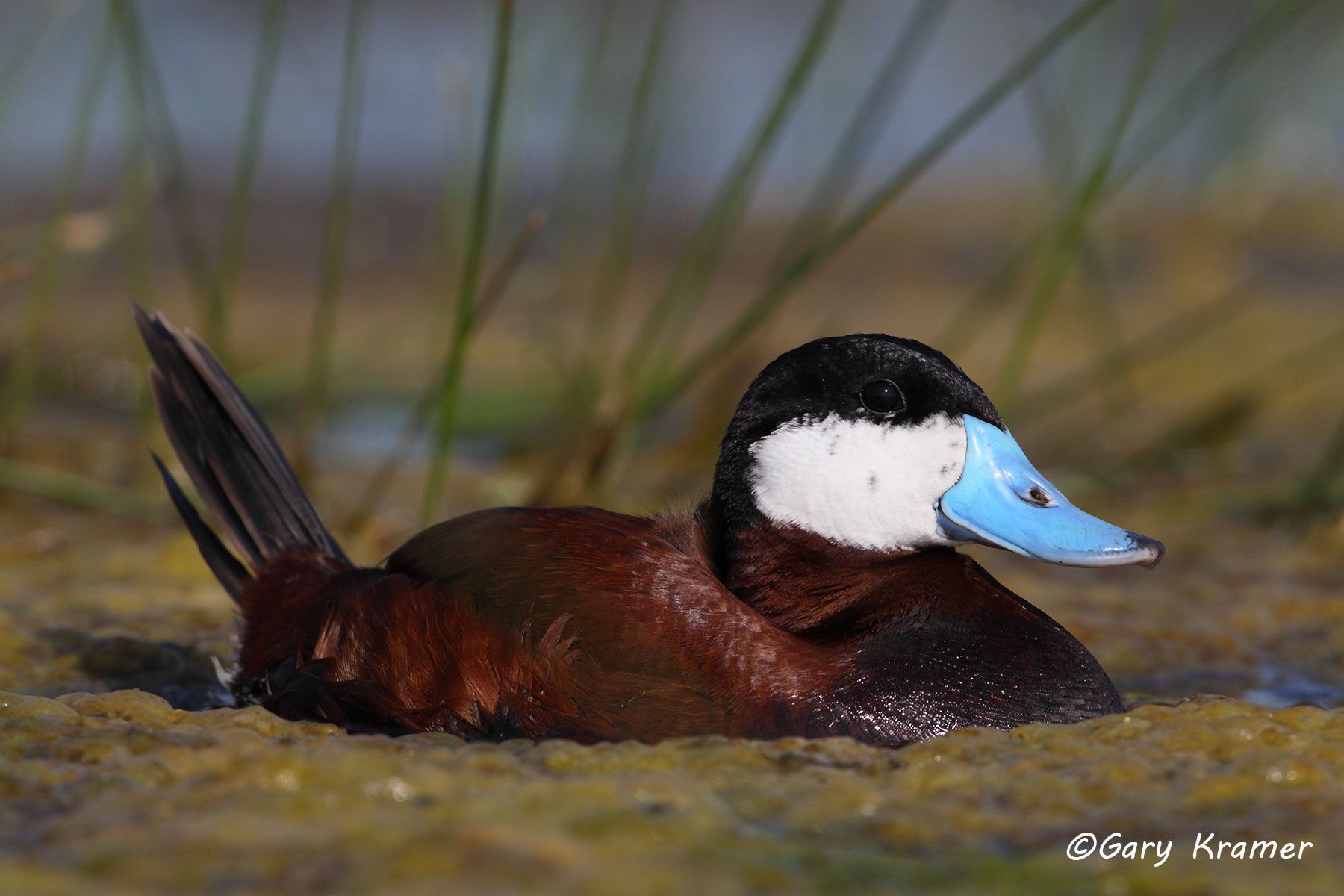 Ruddy Duck (spring) (Oxyura jamaicensis) Ruddy Duck (spring) (Oxyura jamaicensis) - NBWRs#583d