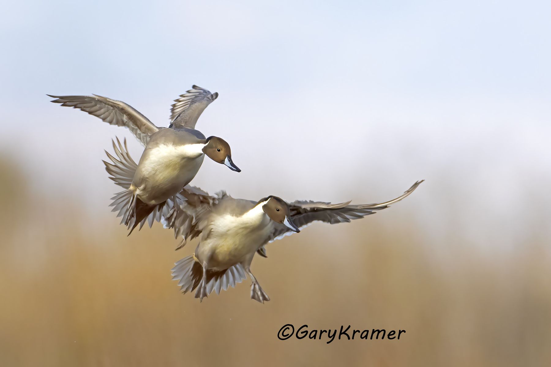 Northern Pintail (Anas acuta) - NBWP#732d