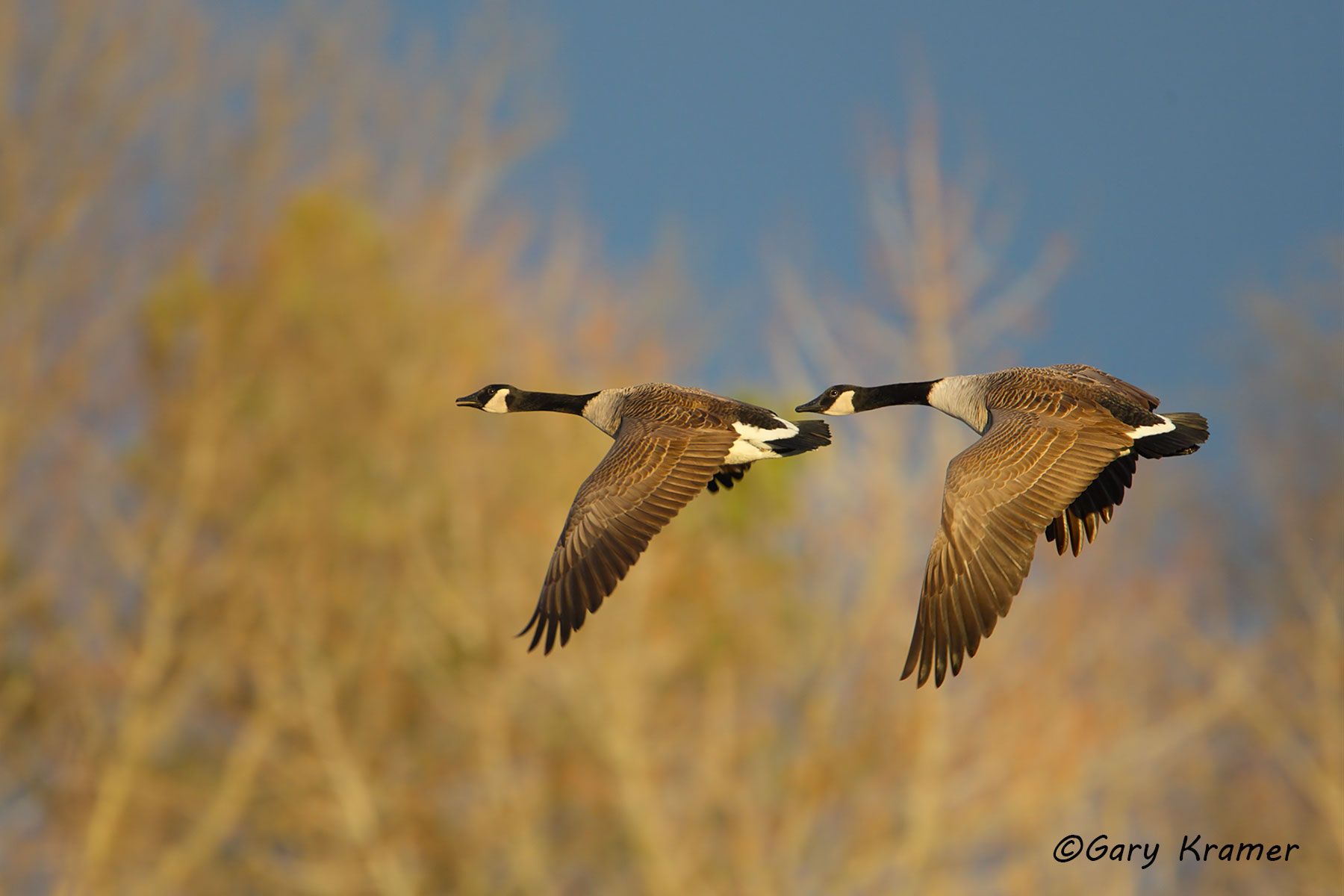 Canada Geese (Branta canadensis moffitti) Canada Goose (Great Basin) (Branta canadensis moffitti) - NBWCg#528d