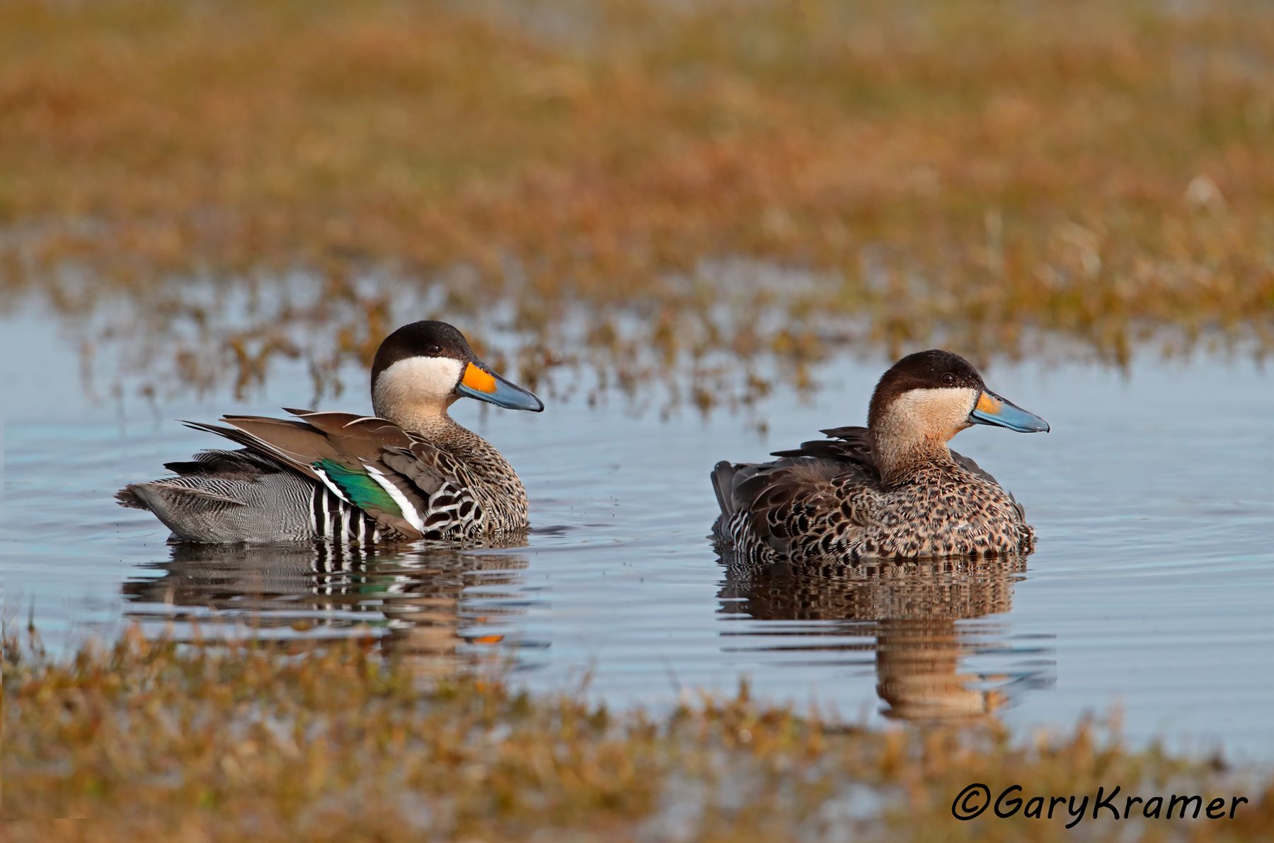 Silver Teal (Anas versicolor) - SBWSt#169d(2) (Chile)