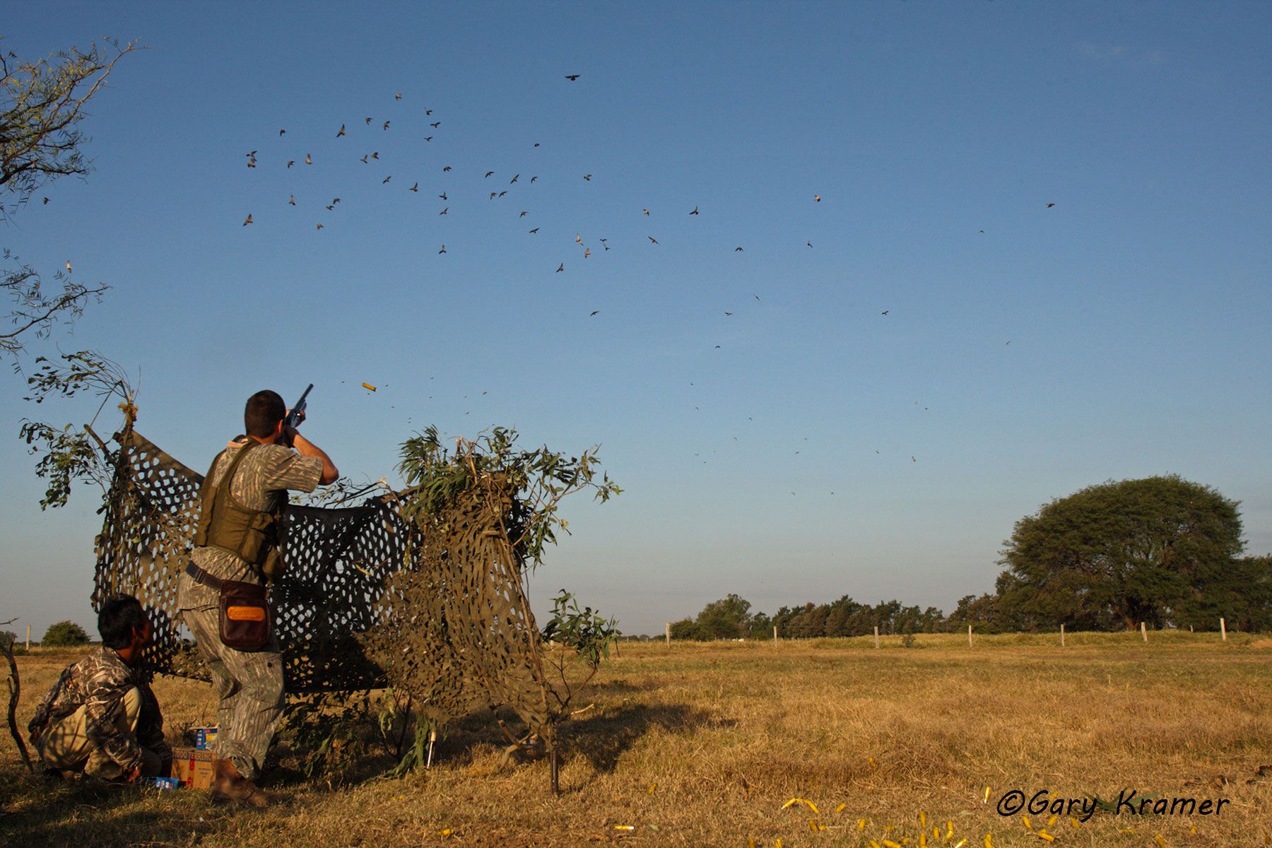 Hunter(s) shooting at Eared Dove, Argentina/Uruguay Hunter shooting at Eared Dove, Bolivia - SHds#412d