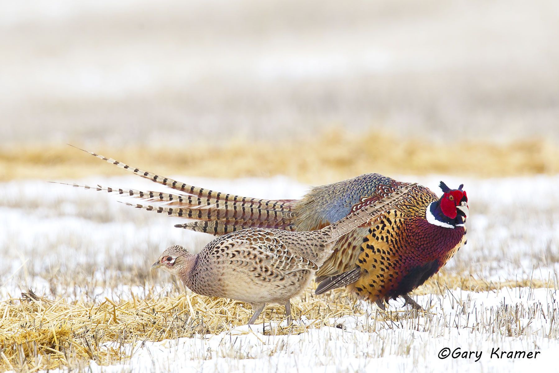 Ring-necked Pheasant (Phasianus colchicus) by GaryKramer.net, 530-934-3873, gkramer@cwo.com Ring-necked Pheasant (Phasianus colchicus) - NBGP#1514d